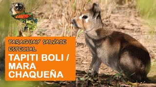 Paraguay Salvaje Especial: Tapiti boli