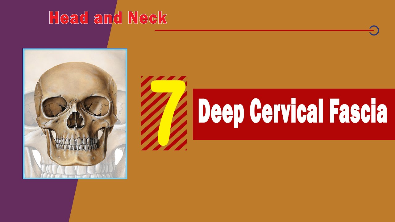 𝟎𝟕. 𝐃𝐞𝐞𝐩 𝐜𝐞𝐫𝐯𝐢𝐜𝐚𝐥 𝐟𝐚𝐬𝐜𝐢𝐚 🧵 🗣️ (اللفافة العنقية العميقة)