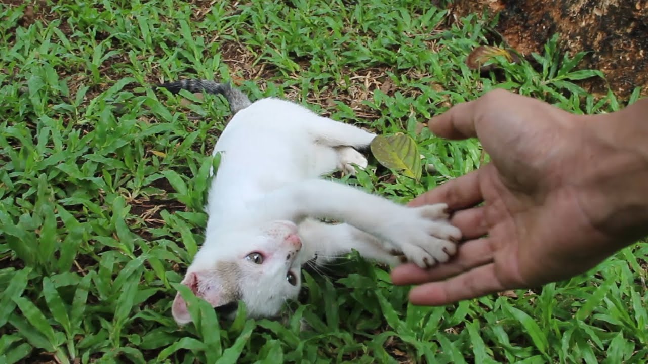 Cute kitten playing with my hand YouTube