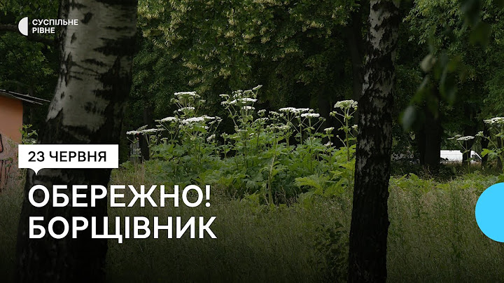 Небезпечний борщівник Сосновського. Як його знищують у Рівному