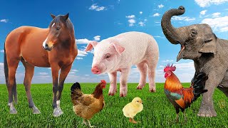Animal videos for the family - sounds of cow, cat, elephant, giraffe, duck