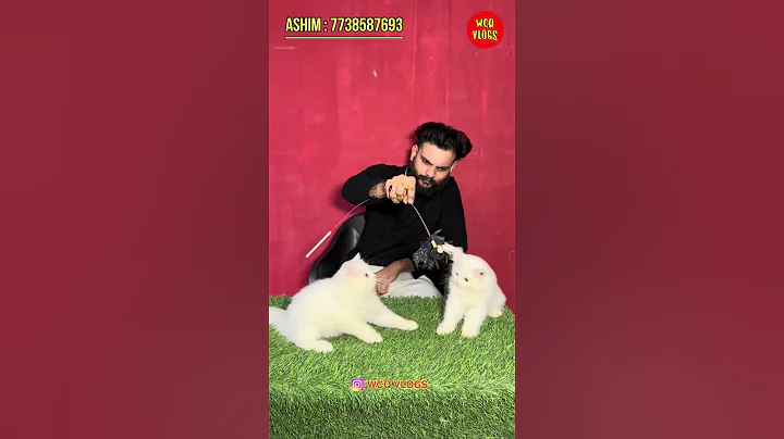 Video 11570391: persian cattery exotic, exotic persian cat, persian cat kitty, persian cat pets, beautiful persian cat