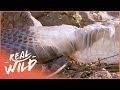 Watch As A Rattlesnake Sheds Her Skin! | Real Wild