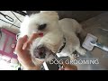 Pet Westie trim modified full groom