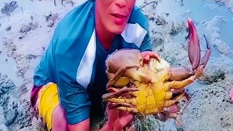 Đánh bắt hải sản của ngư dân biển #khampha #caucabien #xuhuongyoutube #thinhhanhyoutube 