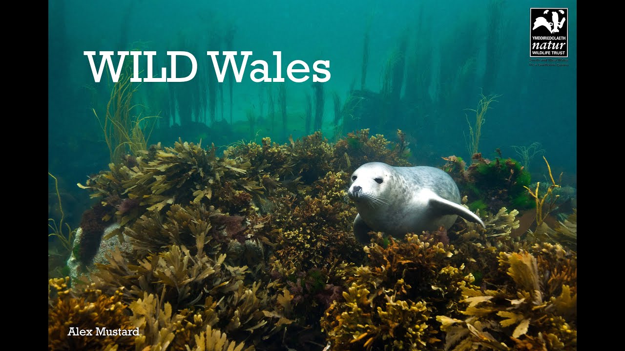 wales wisconsin Wild Wales Wildlife Adventures