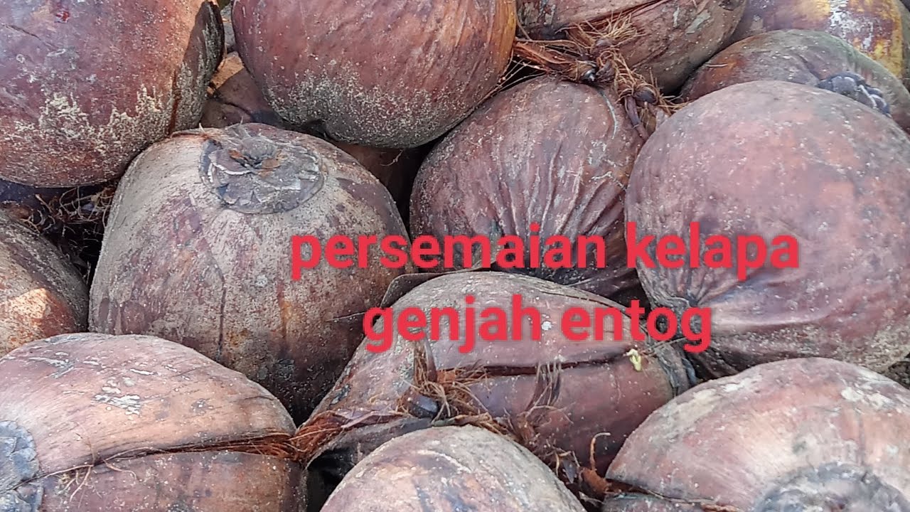 Penangkaran bibit kelapa genjah entog