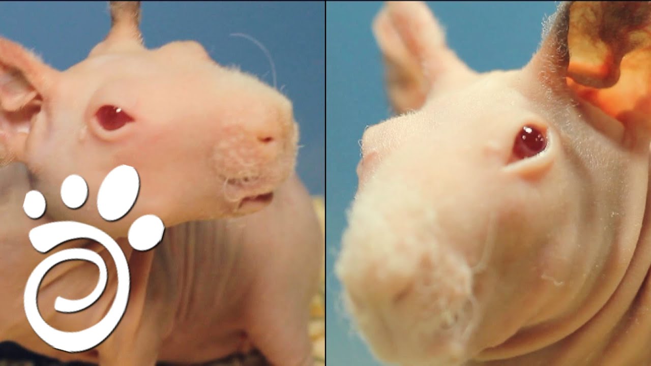 Голая Морская Свинка Скинни. Все О Домашних Животных. - YouTube