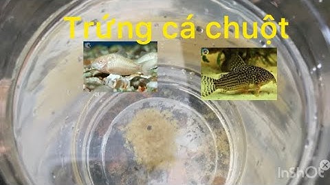 Lẩu Cá Cảnh : Cùng xem trứng cá chuột và cách ấp nở, zalo 0707252509