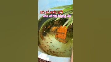 thả thêm cá chép mồi cho cá tai tượng châu phi ăn #baopet #fish #animals #pets #baopet #shorts