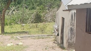 Download Lagu Usizo lwamahhala kulabo asebekhathele ukungaphumeleli nalabo abangasakholelwa kulutho . MP3