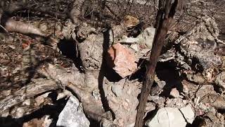 Bricks Under Fell Trees