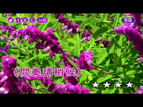 28~午夜的街頭~鳳飛飛~女C調~伴奏導唱(丙)