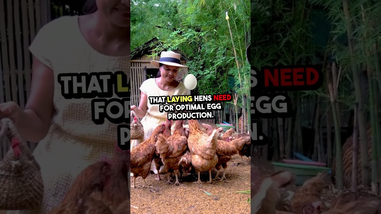 🐔 Can Laying Hens Eat Grower Feed? The Truth Revealed!