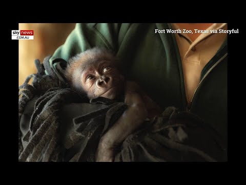 Emotional moment doctors save baby gorilla in rare emergency C-section