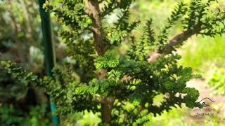 Taxus baccata 'Amersfoort' tis červený