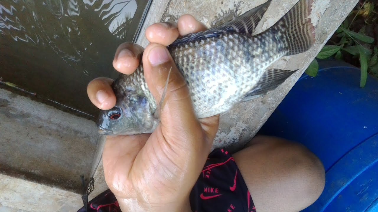 Tilapia fish farming Malayalam YouTube