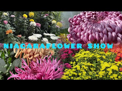 DAILY DRIVE NIAGARA FALLS FLOWER SHOW