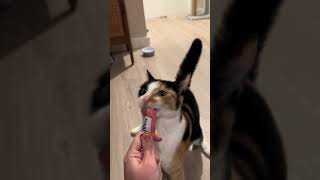 Silly Cats For Laughs