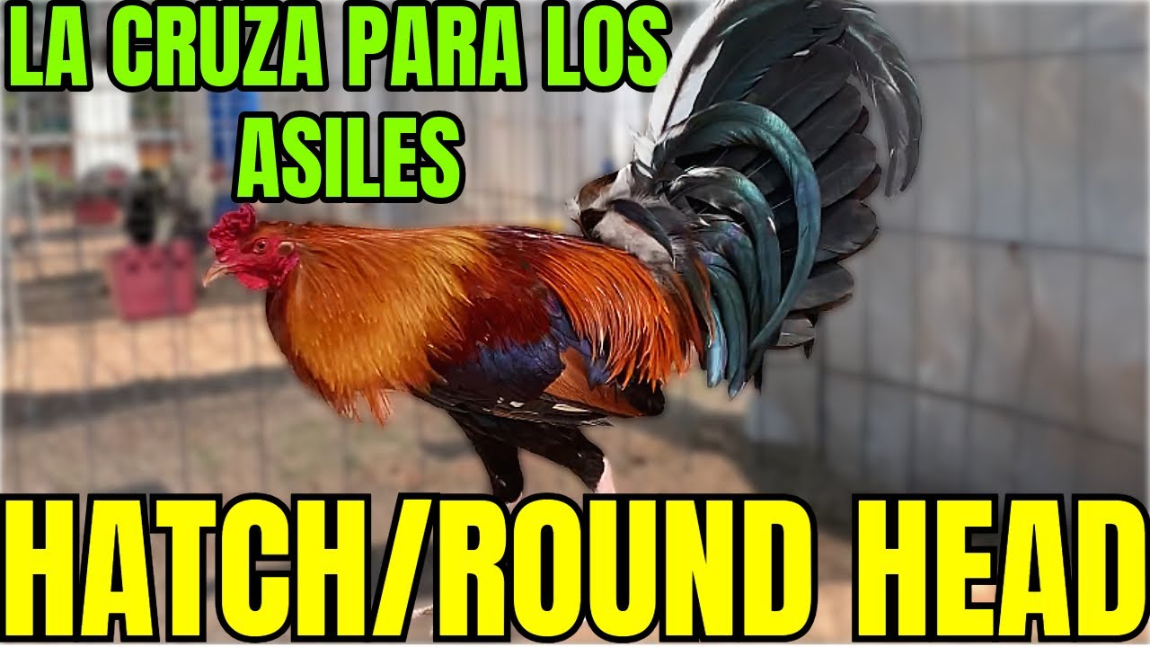 ROUND HEAD HATCH.... UNA CRUZA HECHA PARA LOS ASILES