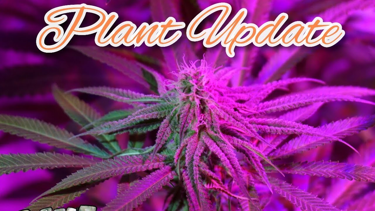 Plant Update : Future Genetix : SeedsManSeeds : MarsHydro TS1000