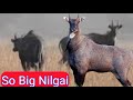 A very very big blue bull,full HD tech video
