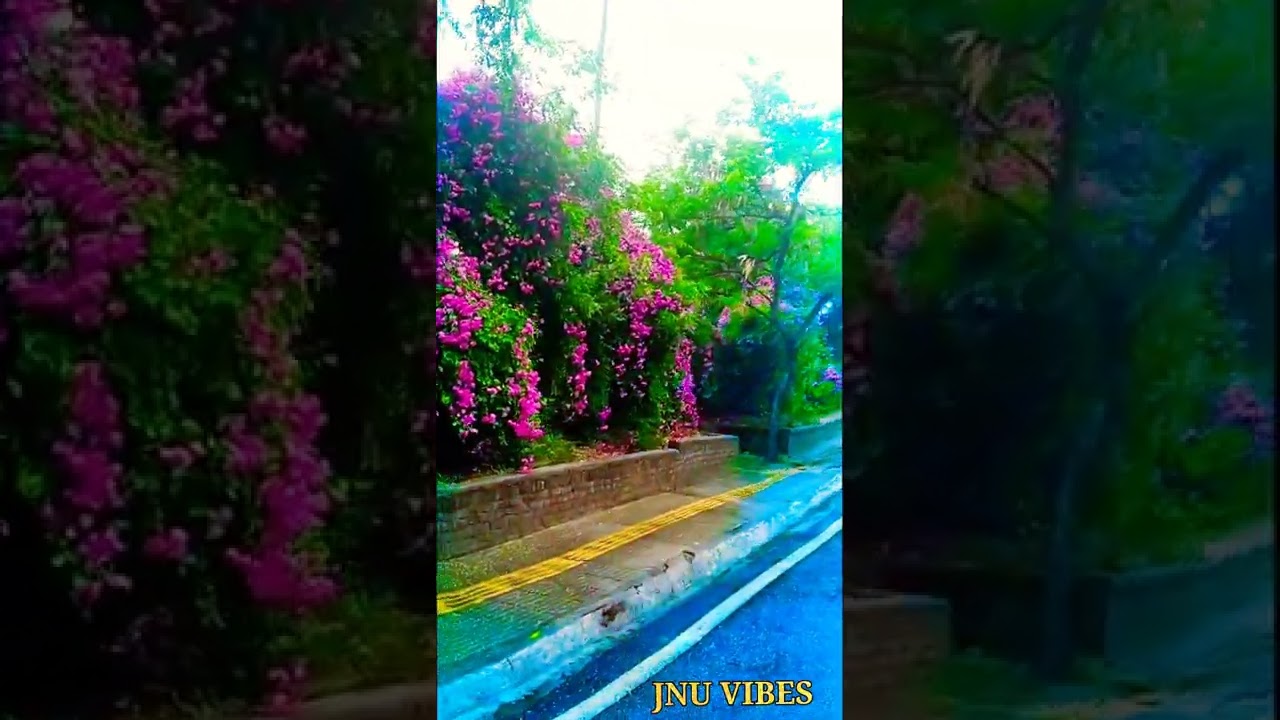 JNU Natural Beauty 😍 In Winter ❄️ ||JNU VIBES