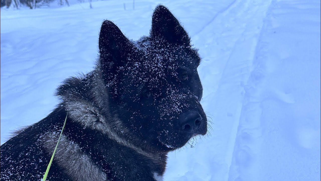 Зимняя прогулка, Американская акита Молли в снегах. #акита #собака # ...