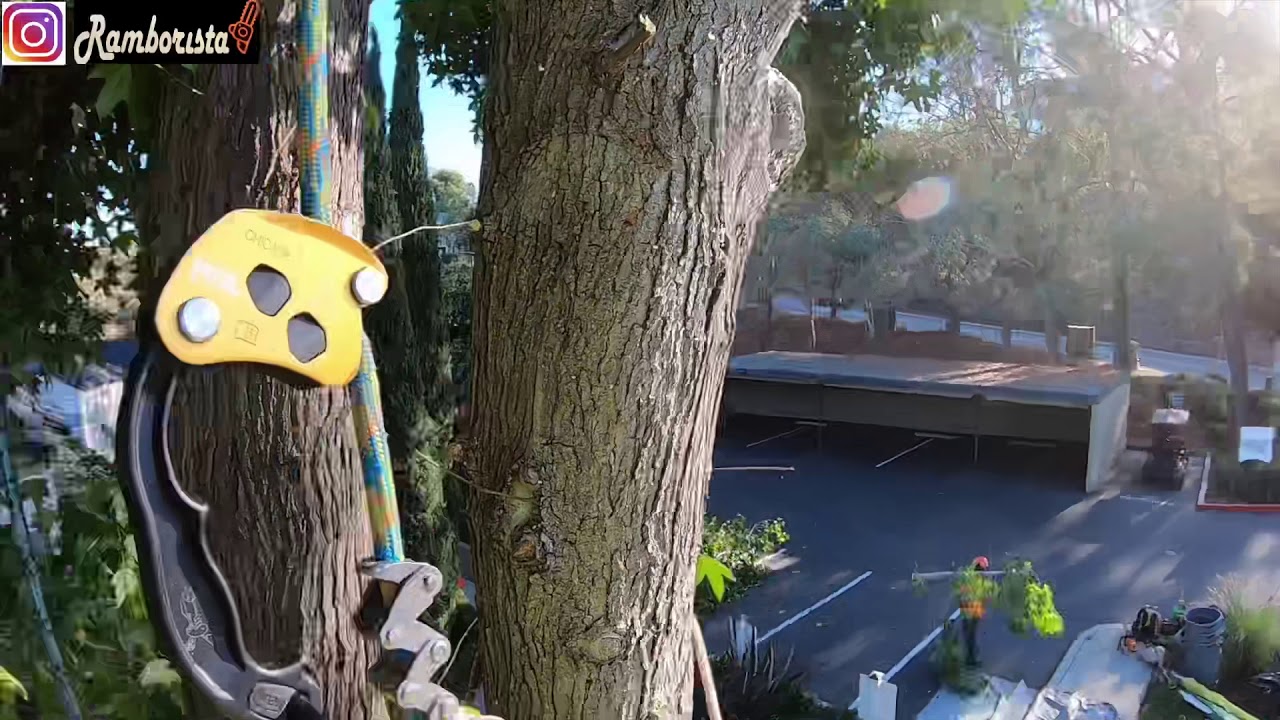 Derribo de árbol de liquidambar 👍🏾✌🏾