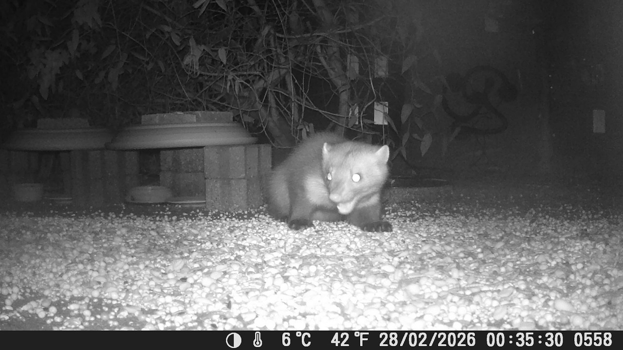 Marder, Igel & Co 2026 KW09