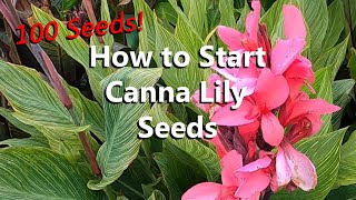 The Easiest and Best Method to Start and Grow Canna Lily Seeds with Step by Step Instructions
