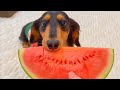 スイカを丸かじりして食べる愛犬が真剣すぎたｗ【ダックスフンド】