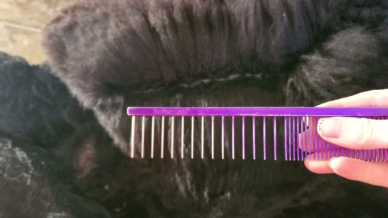 Line brushing a poodle YouTube