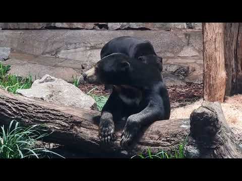 A pair of Malayan sun bears
