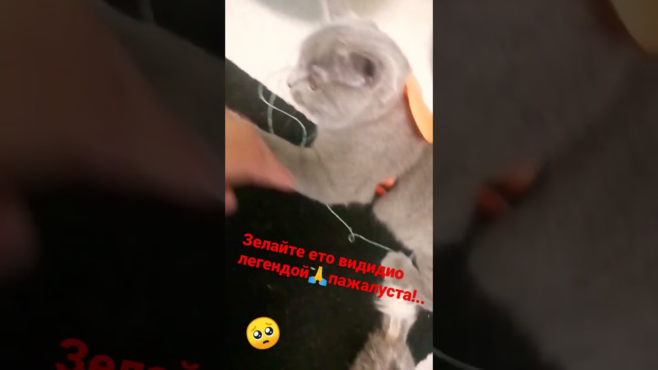 делайте ето видео леген дай 🙏 ппжалуста🥺