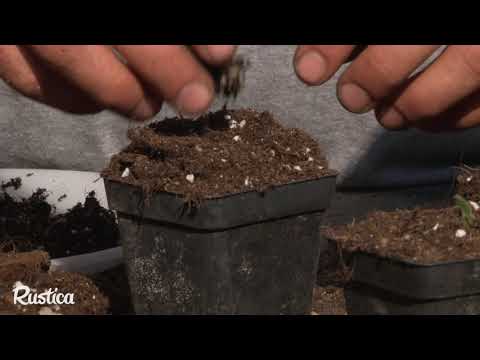 Repiquer les plantes