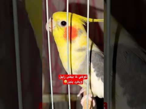 تغريد طائر الكوكتيل او الكروان كوكي يا كوكي الكروان طائر الكوكتيل طيور طائر الكروان 