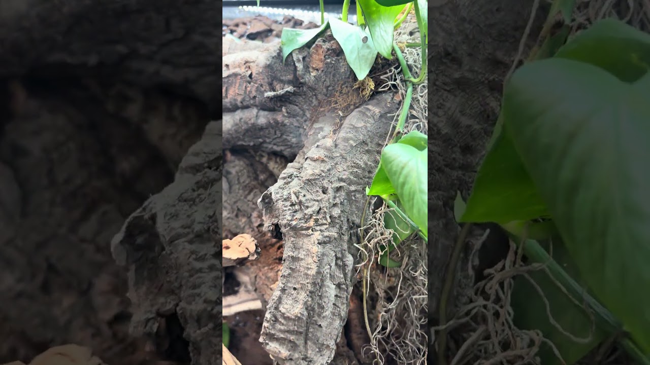Beautiful Peach Throat Monitor in a Bioactive Enclosure!