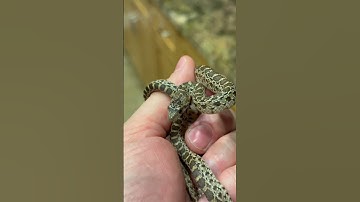 Gopher snake kisses! subscribe for more 🐍 #snake #viralvideo #fishing #trending