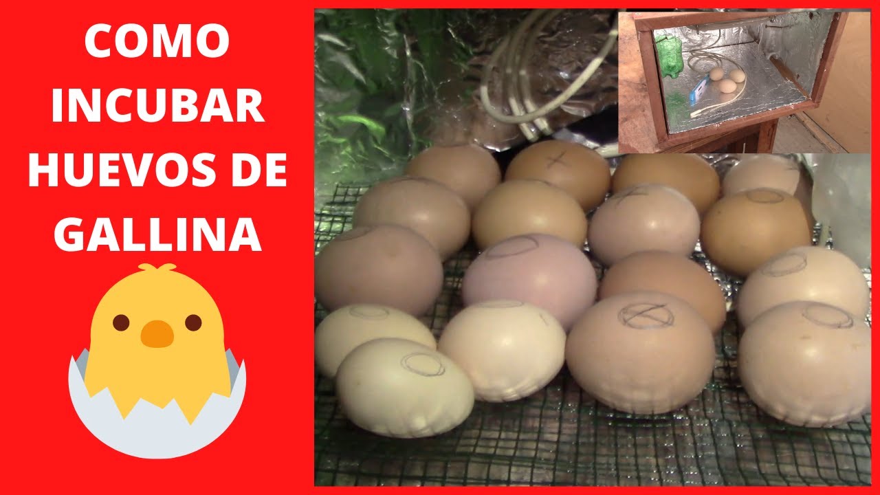 Comprimir bomba Sitio de Previs Como incubar huevos de gallina en Incubadora Casera ll Granja Fina ll  2021🐣🐣🐤🐤 - YouTube
