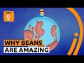 How the humble bean can help the world  bbc ideas