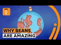 The Power of Beans: Nutrition, Environment, and Misconceptions