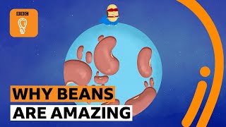How the humble bean can help the world | BBC Ideas Profile