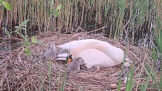 1. Baby swans have hatched !🥚🦢Cygnets.   Cisnes bebes. лебеді. Cigni. हंसों. лебеди. bébés cygnes.