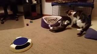 Cute Kitten Theo Scaring Big Brother Ernie ~ 10.25.2016 by PrettySlick2 2,575 views 4 years ago 18 seconds