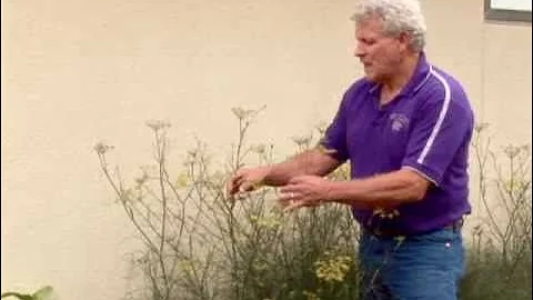 Beneficial Insects: Not all Bugs are Bad