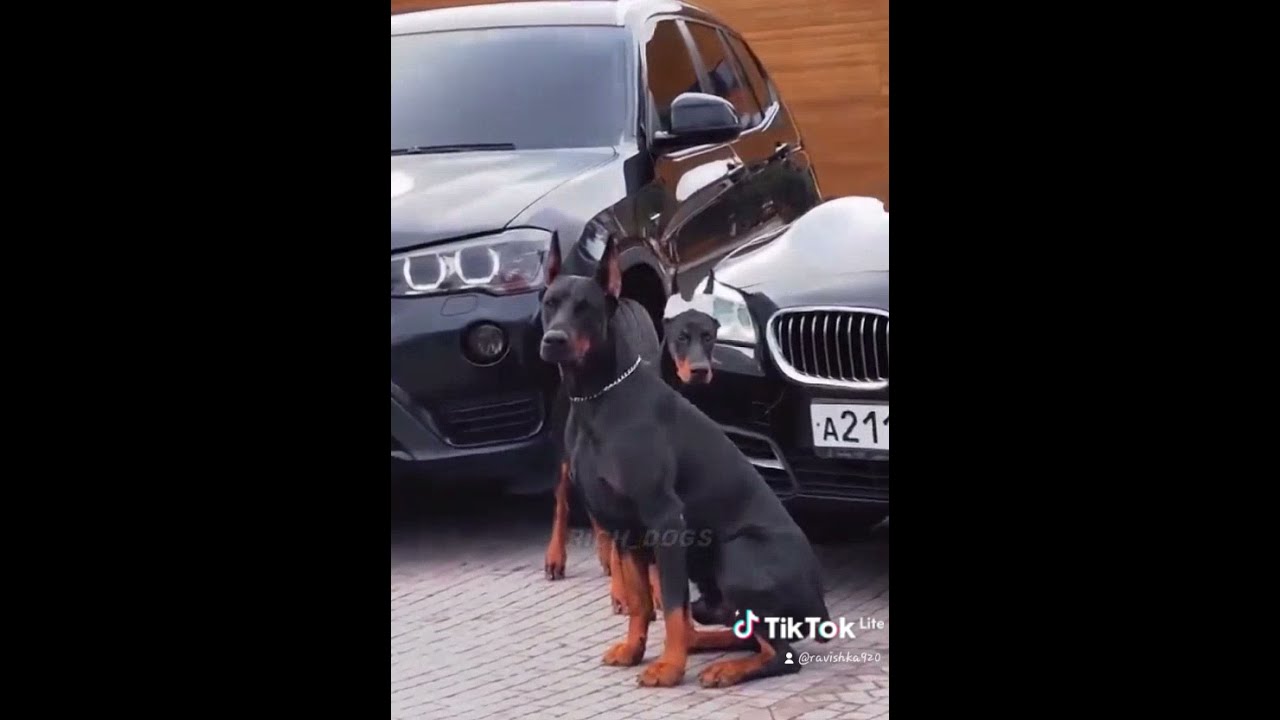 Доберман и Порше