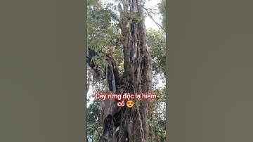 CÂY RỪNG ĐỘC LẠ HIẾM CÓ KHÓ TÌM TRONG RỪNG SÂU TÂY NGUYÊN.
