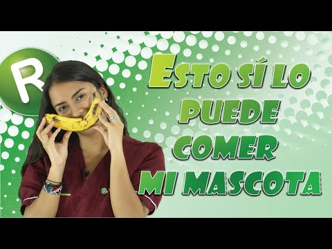 Video: Agregar Alimentos Para Humanos A La Dieta De Su Mascota