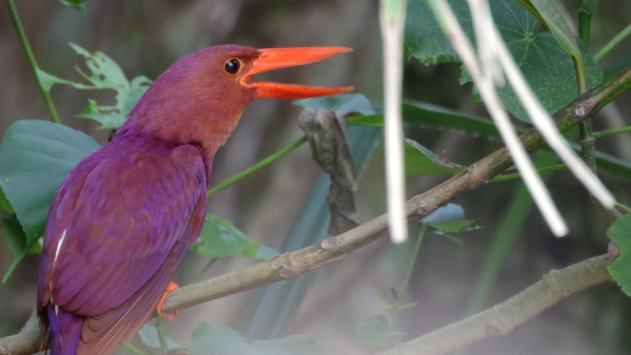 Ruddy Kingfisher | 3 Bird Call - YouTube